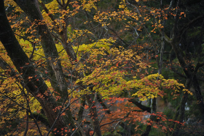 DSC_3355_Sakurai_TanzanJinja