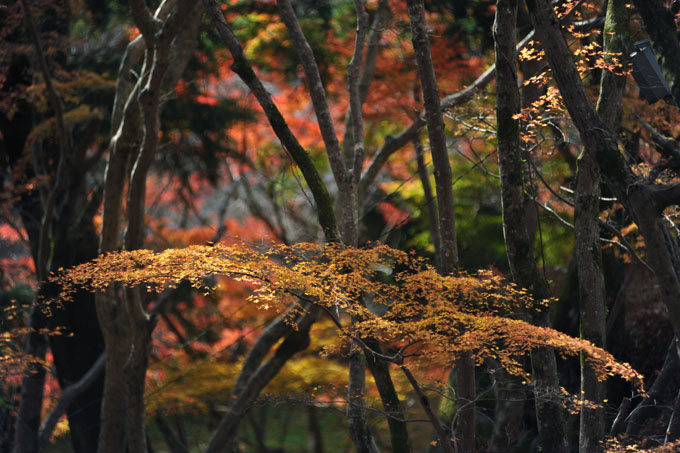 DSC_3356_Sakurai_TanzanJinja