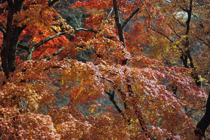 DSC_3366_Sakurai_TanzanJinja