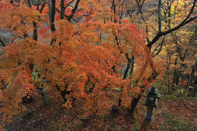 DSC_3400_Sakurai_TanzanJinja