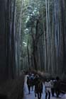 DSC_0139_Kyoto_Arashiyama