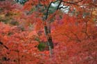 DSC_0792_Kyoto_Tofukuji