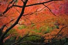 DSC_0811_Kyoto_Tofukuji