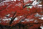 DSC_0910_Kyoto_Tofukuji