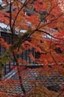 DSC_1393_Kyoto_Eikando-Zenrinji
