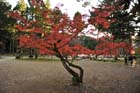DSC_1641_Kyoto_DaigoJi