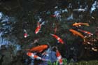 DSC_1917_Kyoto_Ohara