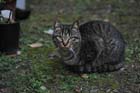 DSC_2037_Kyoto_KyotoUniversity