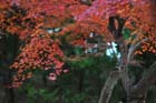DSC_2317_Okayama_Korakuen