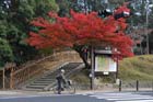 DSC_2645_Nara