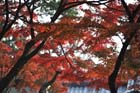 DSC_2650_Nara