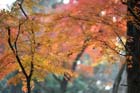 DSC_2656_Nara