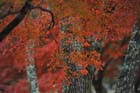 DSC_2752_Nara