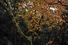 DSC_3135_Osaka_MinoPark