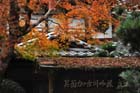 DSC_3212_Osaka_MinoPark