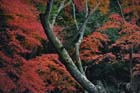 DSC_3347_Sakurai_TanzanJinja
