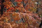 DSC_3366_Sakurai_TanzanJinja