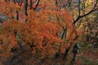 DSC_3400_Sakurai_TanzanJinja