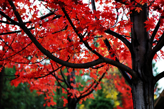 DSC_0479a
