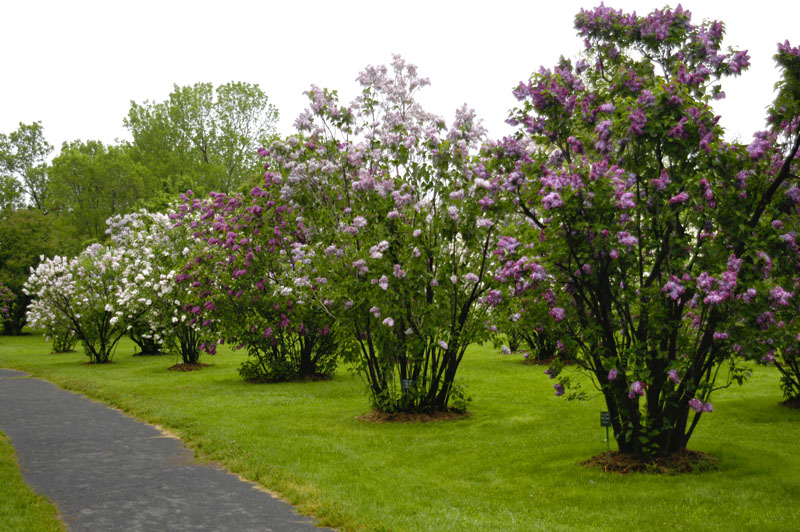 098-JardinBotaniqueMontreal