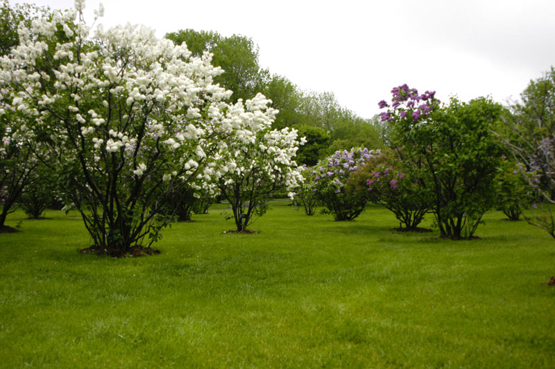 100-JardinBotaniqueMontreal