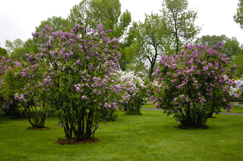 101-JardinBotaniqueMontreal