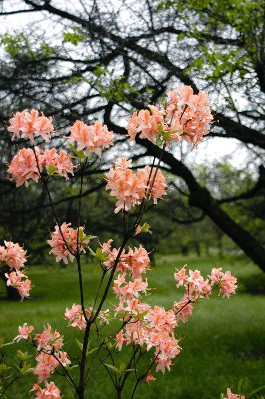 104-JardinBotaniqueMontreal