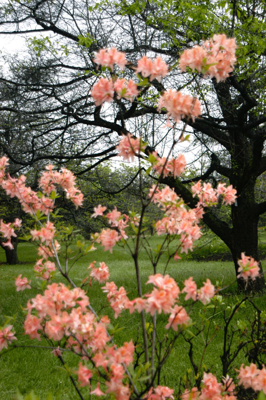 106-JardinBotaniqueMontreal