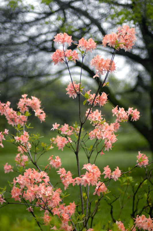 107-JardinBotaniqueMontreal