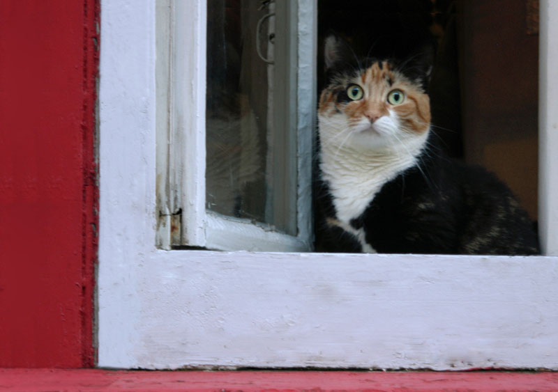 228-KittyVieuQuebec