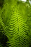 110-JardinBotaniqueMontreal