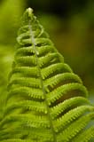 111-JardinBotaniqueMontreal