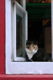 227-KittyVieuQuebec