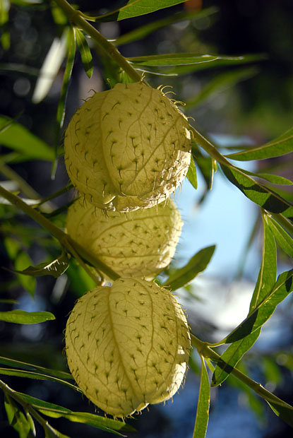 2542_BagheriaSicily