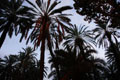 2430_PalermoSicily