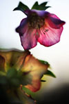 BBB_0034